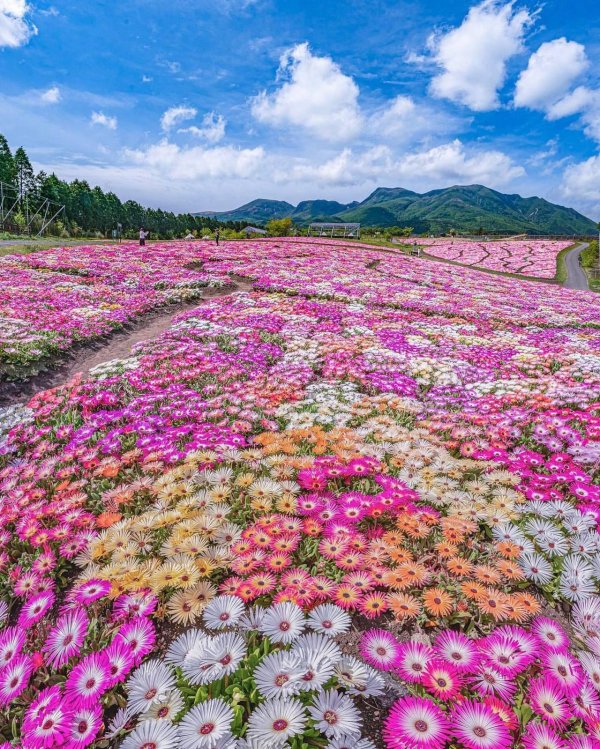 flower field
