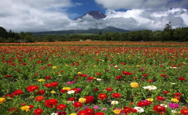 flower field