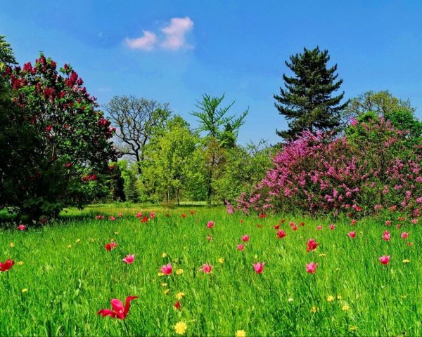 летняя природа