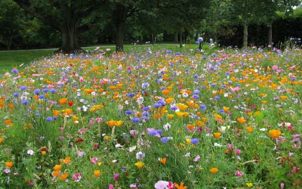 низкорастущий мавританский газон