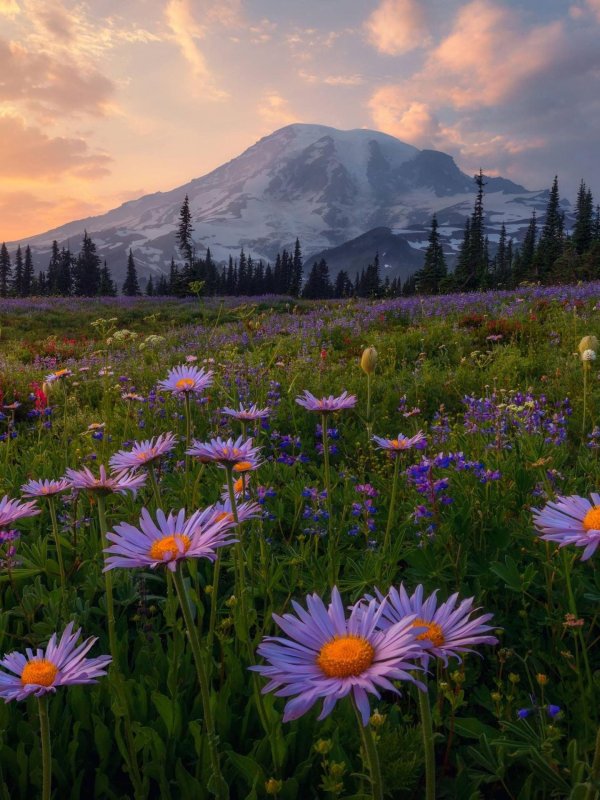 пейзажи летние