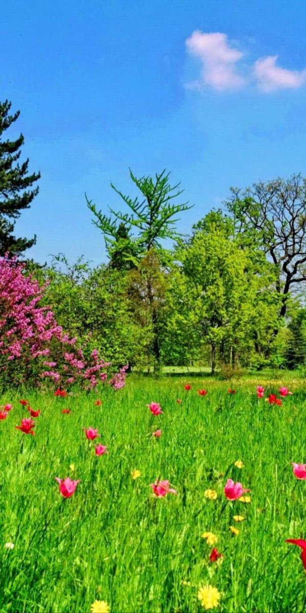 летняя природа