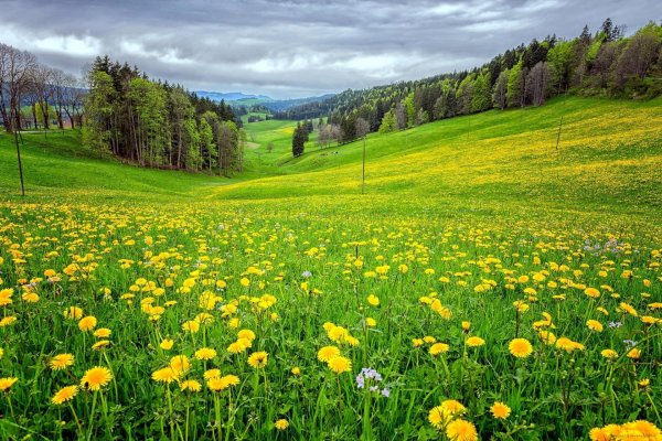 палусские луга
