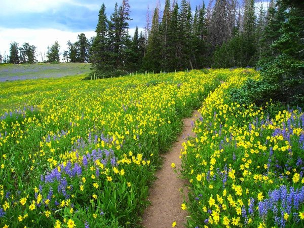 colorado wildflowers