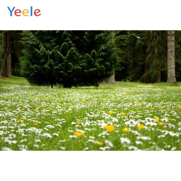 ромашковое поле