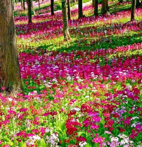 журавинка лесные цветы