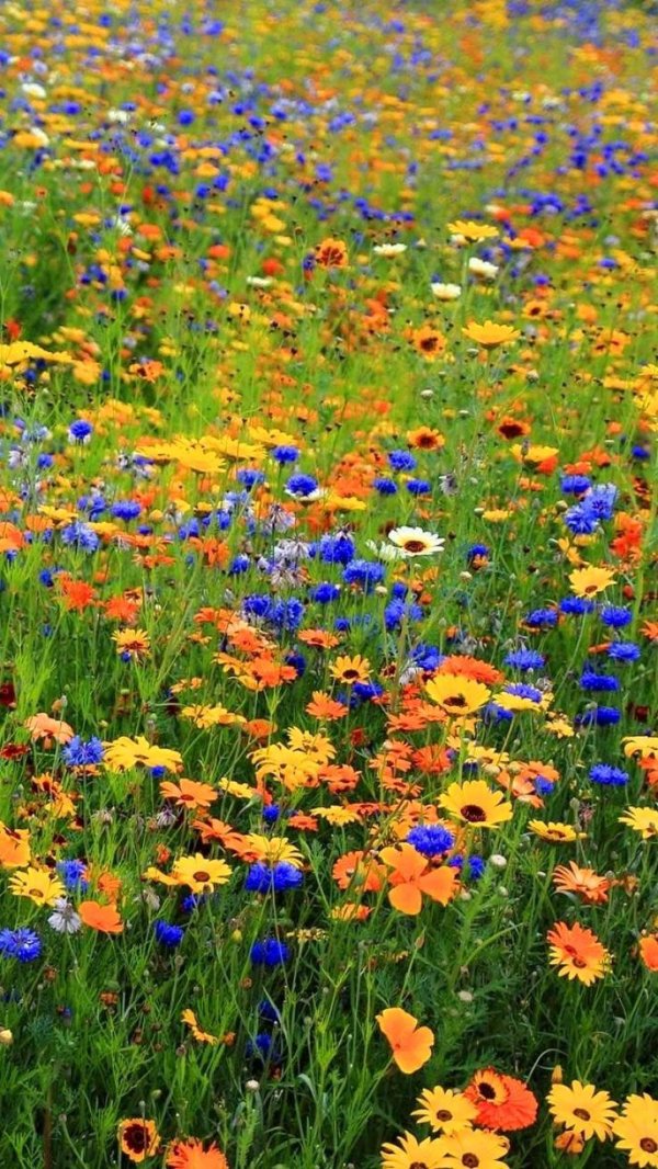 мавританский газон немофила