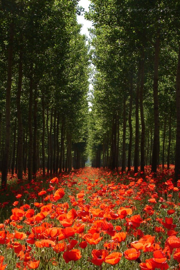 полей цветок