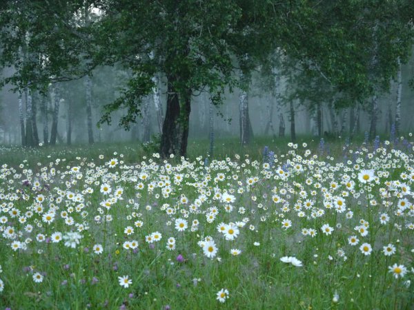 ромашка на поляне