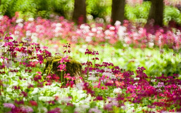 цветок в лесу