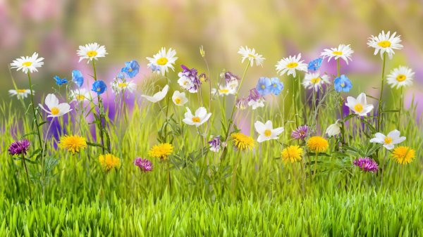 цветок полевой