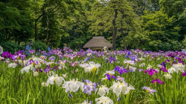 водный сад ирисов савара япония