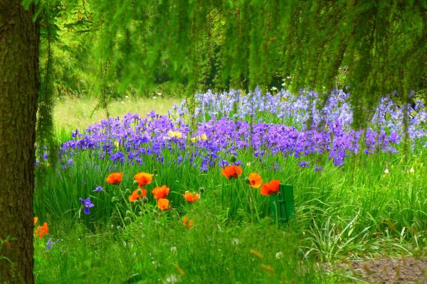 цветы лесные