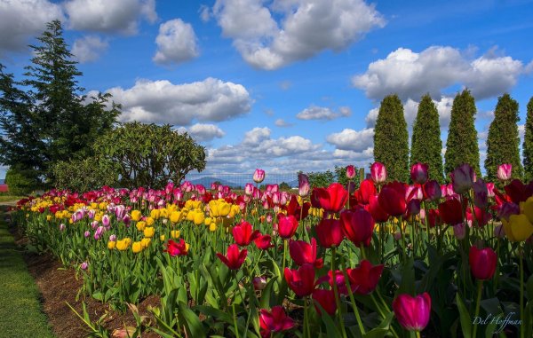 поля тюльпанов долины скагит вашингтон