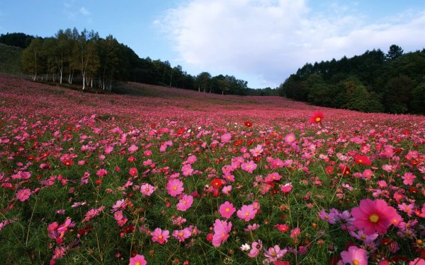 cosmos flower