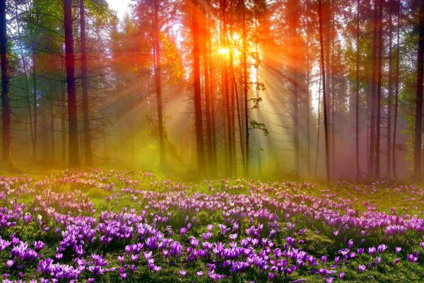 весенний лес