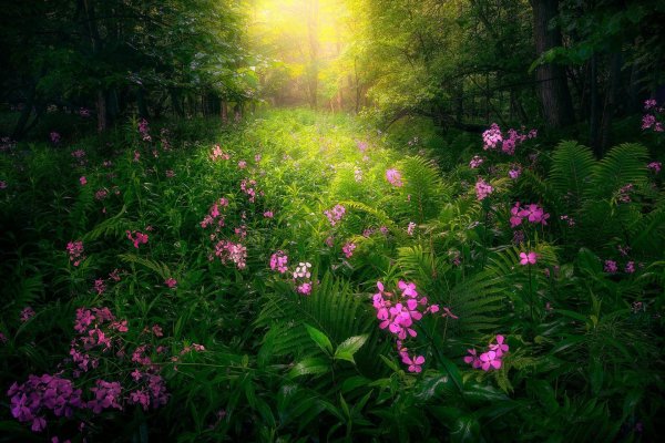 иван чай кипрей