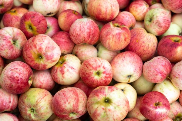 яблоня штрифель