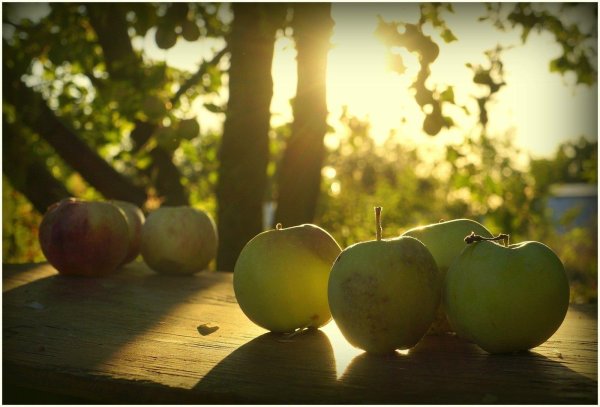 красивое яблоко