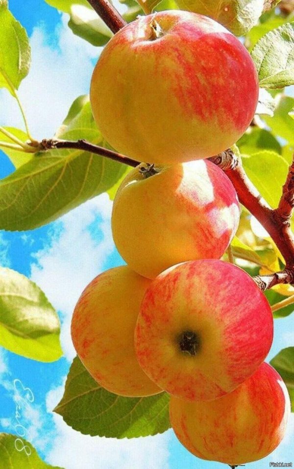 ветка с яблоками