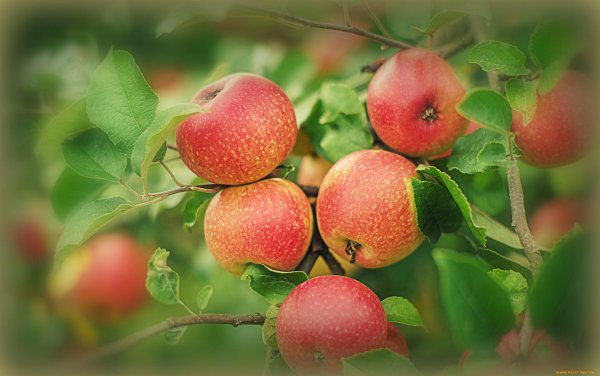 сорта яблони