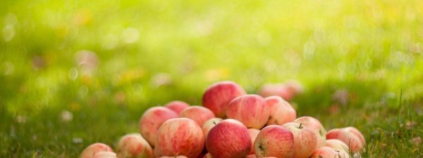 сорта яблок