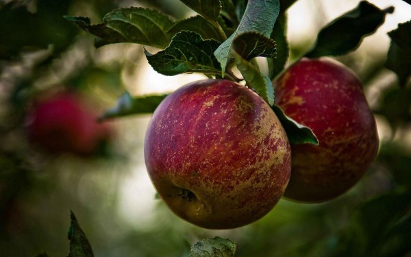 сорта яблок