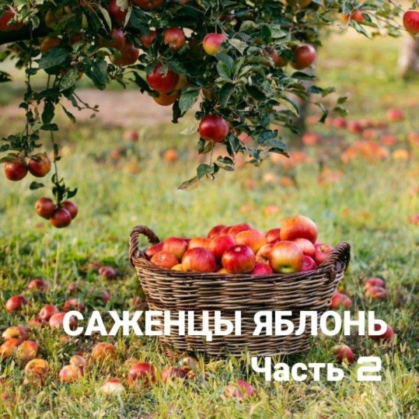 яблони в саду