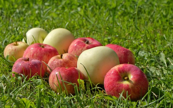 сорта яблок