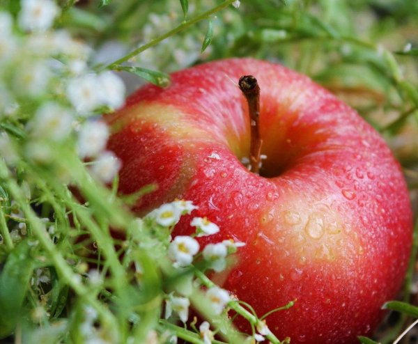 красивое яблоко