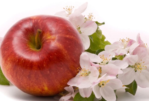 яблоня цветки