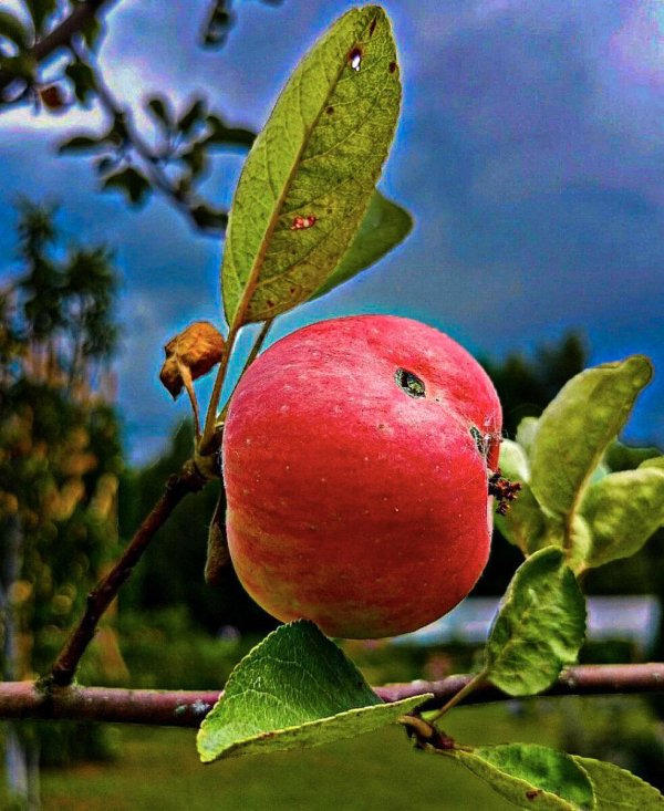 фотографии яблок