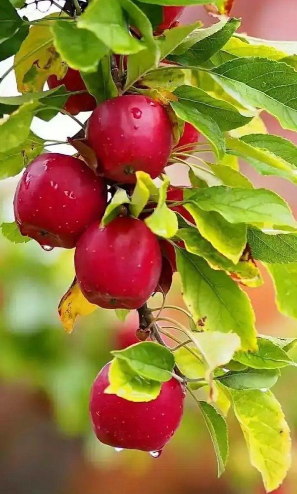 яблоня калипсо