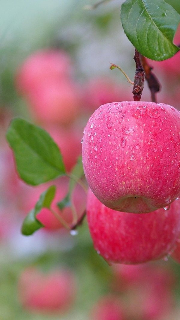 сорт яблок фуджи