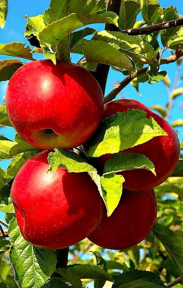 сорта яблок