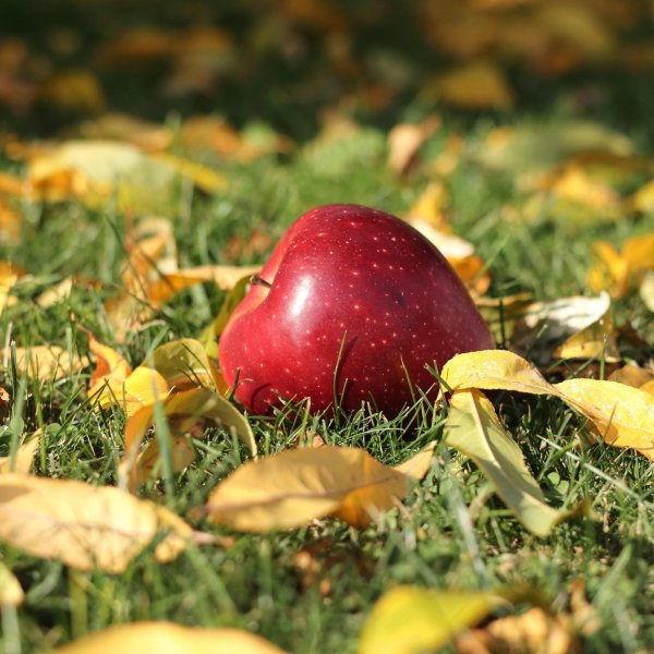 осенние яблоки