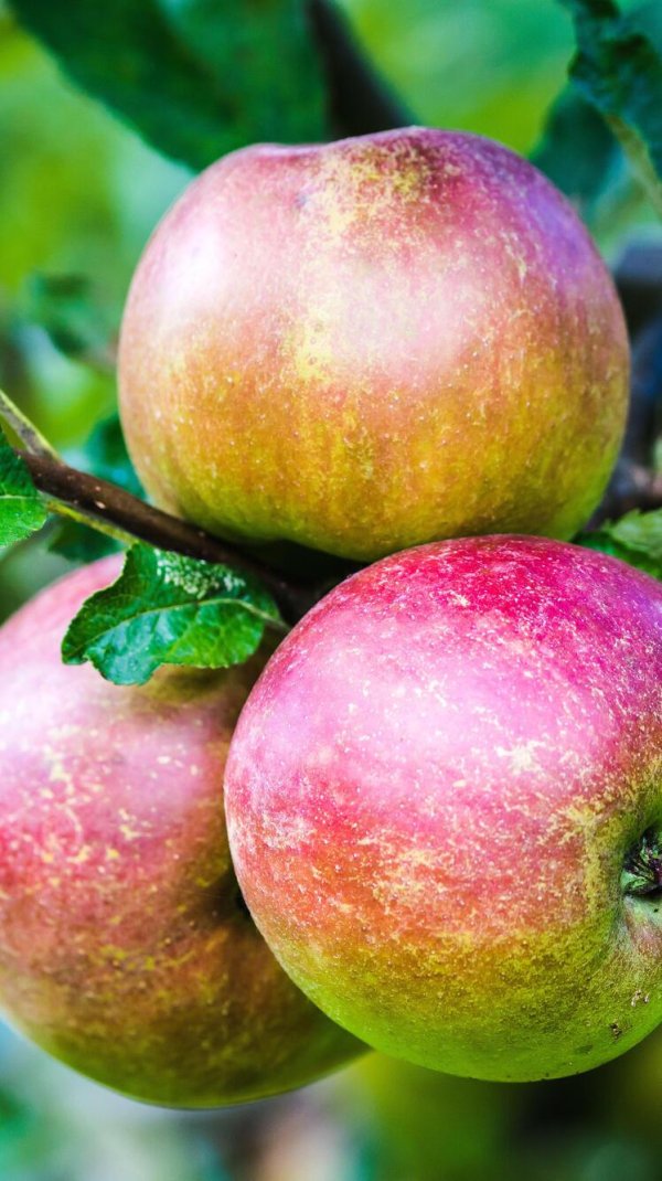 яблоня боровинка