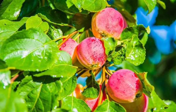 дерево яблоко