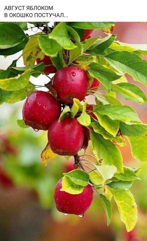 яблоня калипсо