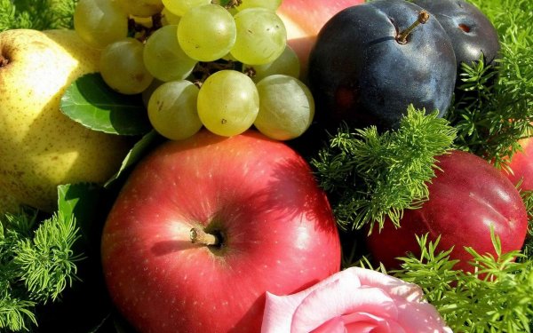 открытки с фруктами