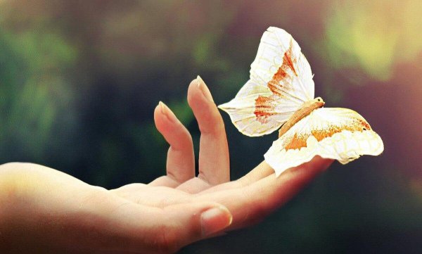 счастье бабочки