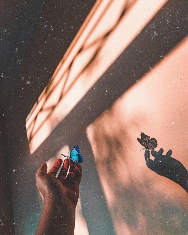 бабочка эстетика