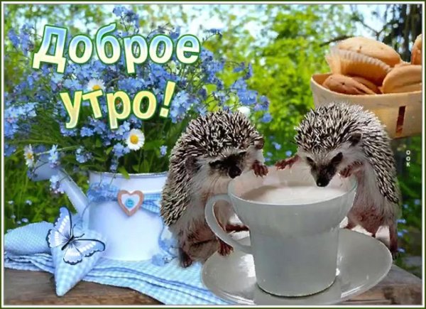 доброе утро с ежиками
