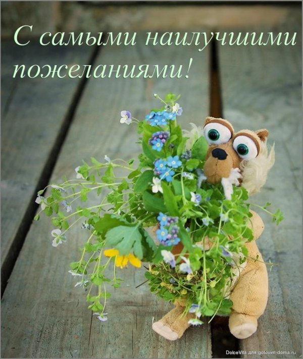 полевой цветок