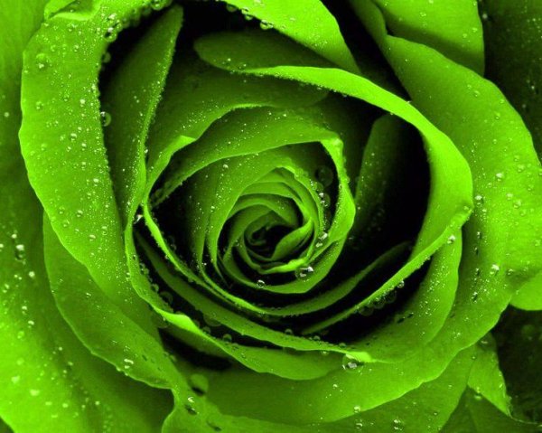 роза грин роуз