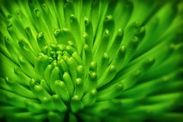 хризантема астро зеленая