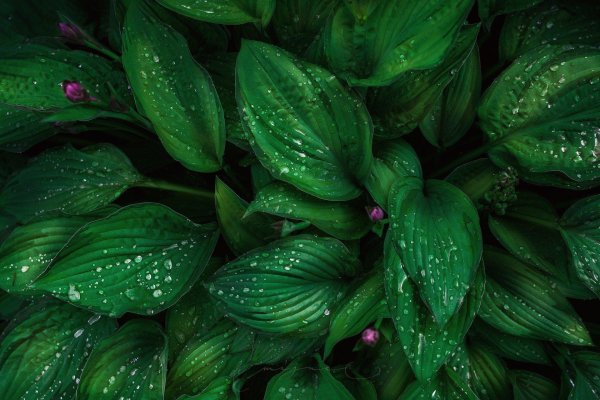 зеленое растение