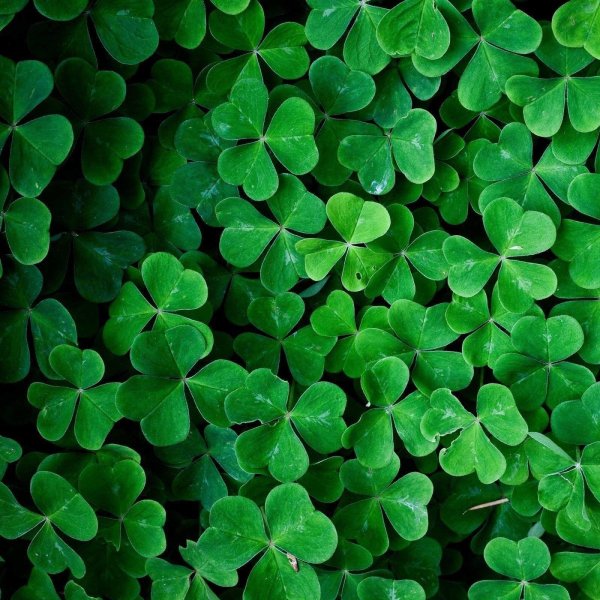 ирландский клевер