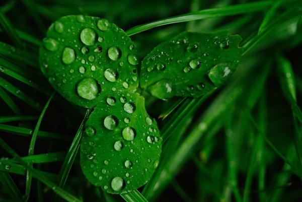 трехлистный клевер символ ирландии