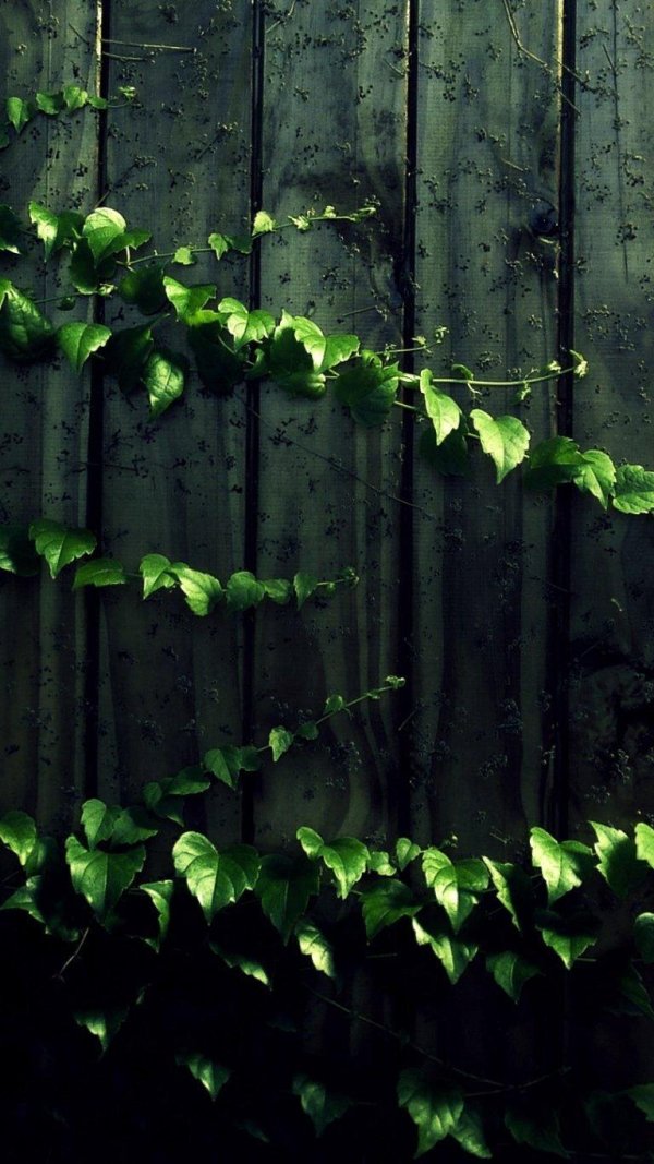 плющ хедера изгородь